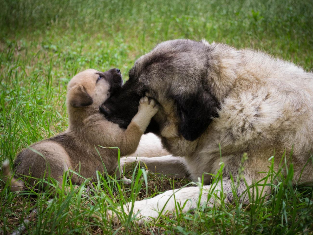Mother’s Day Tribute to all Mamas, warmest animal Mom & Child photos Happy Mother's Day 2022